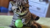 Reinrassige Britisch Kurzhaar Kitten (BKH)