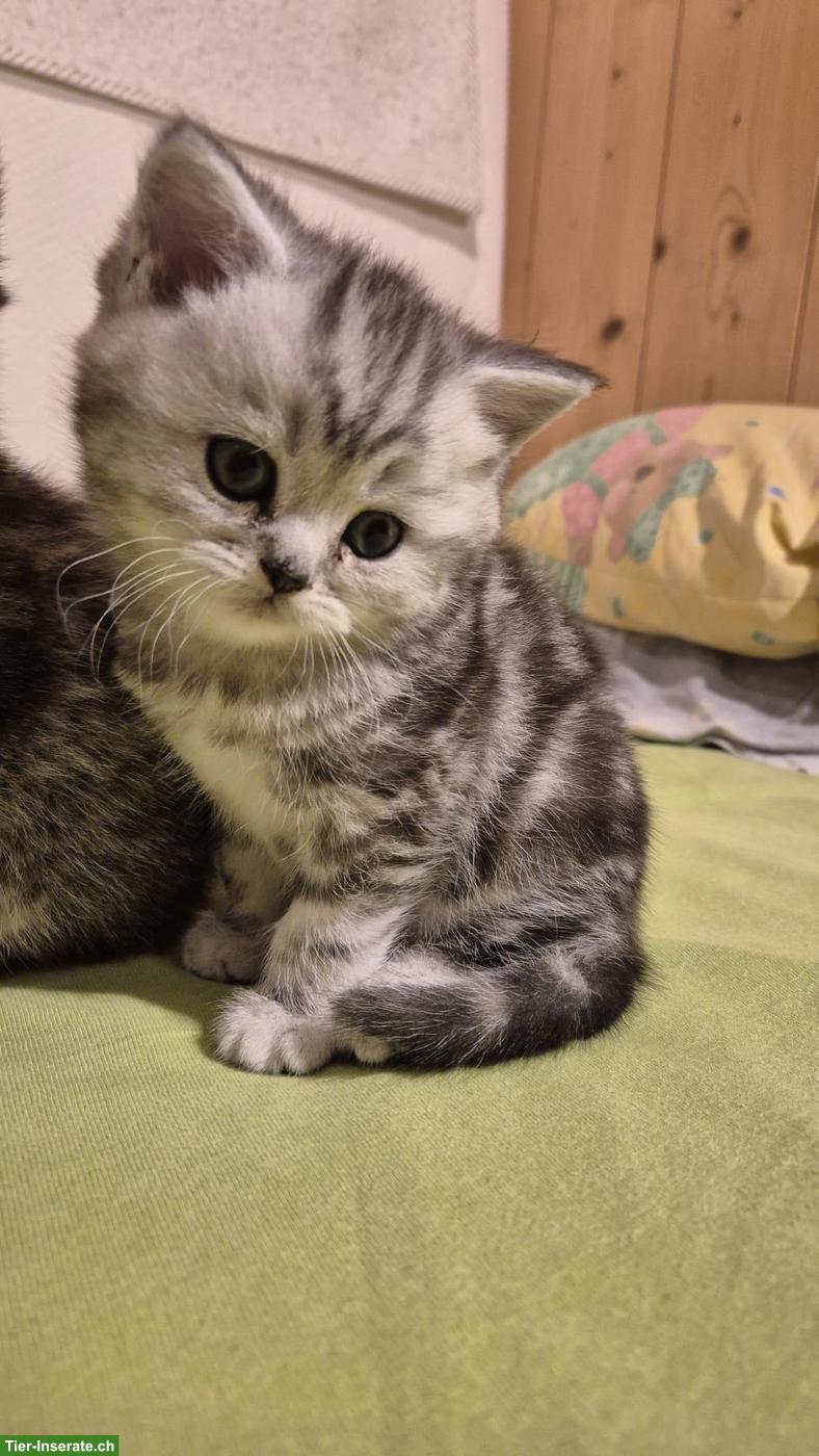Bild 2: Reinrassige Britisch Kurzhaar Kitten (BKH)