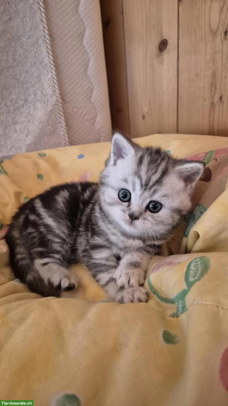 Bild 3: Reinrassige Britisch Kurzhaar Kitten (BKH)