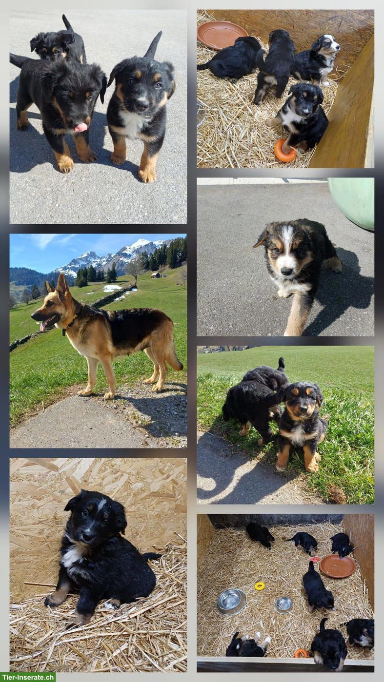 Schäferhund Mischlingswelpen