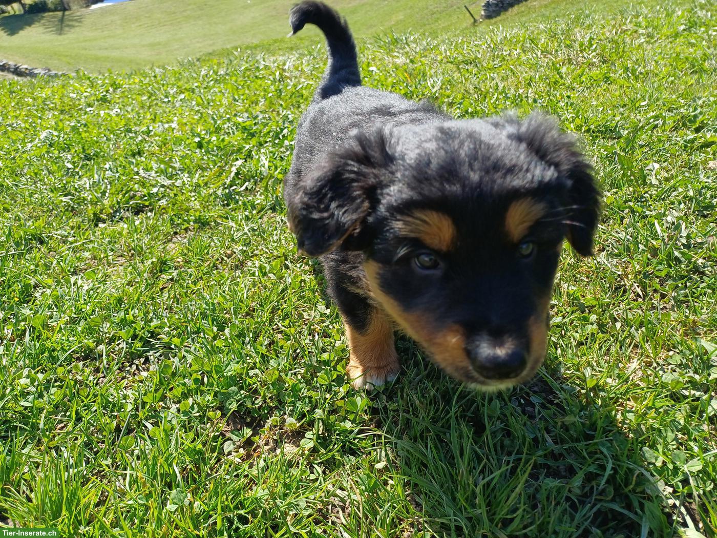 Bild 2: Schäferhund Mischlingswelpen