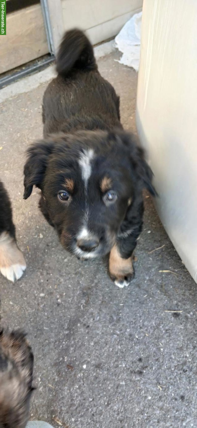 Bild 3: Schäferhund Mischlingswelpen