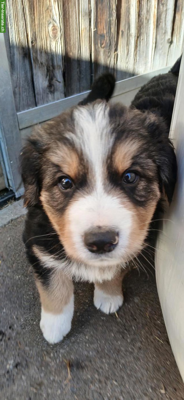 Bild 4: Schäferhund Mischlingswelpen