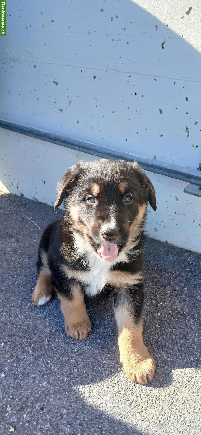 Bild 5: Schäferhund Mischlingswelpen