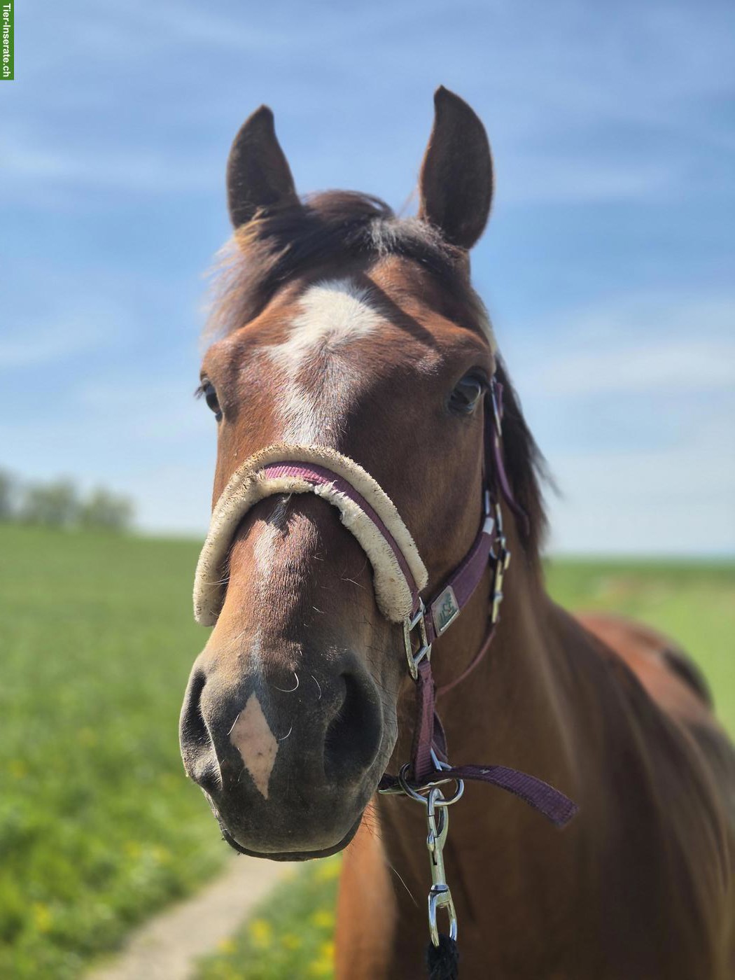 Freiberger/CH-Warmblut Wallach sucht Reitbeteiligung