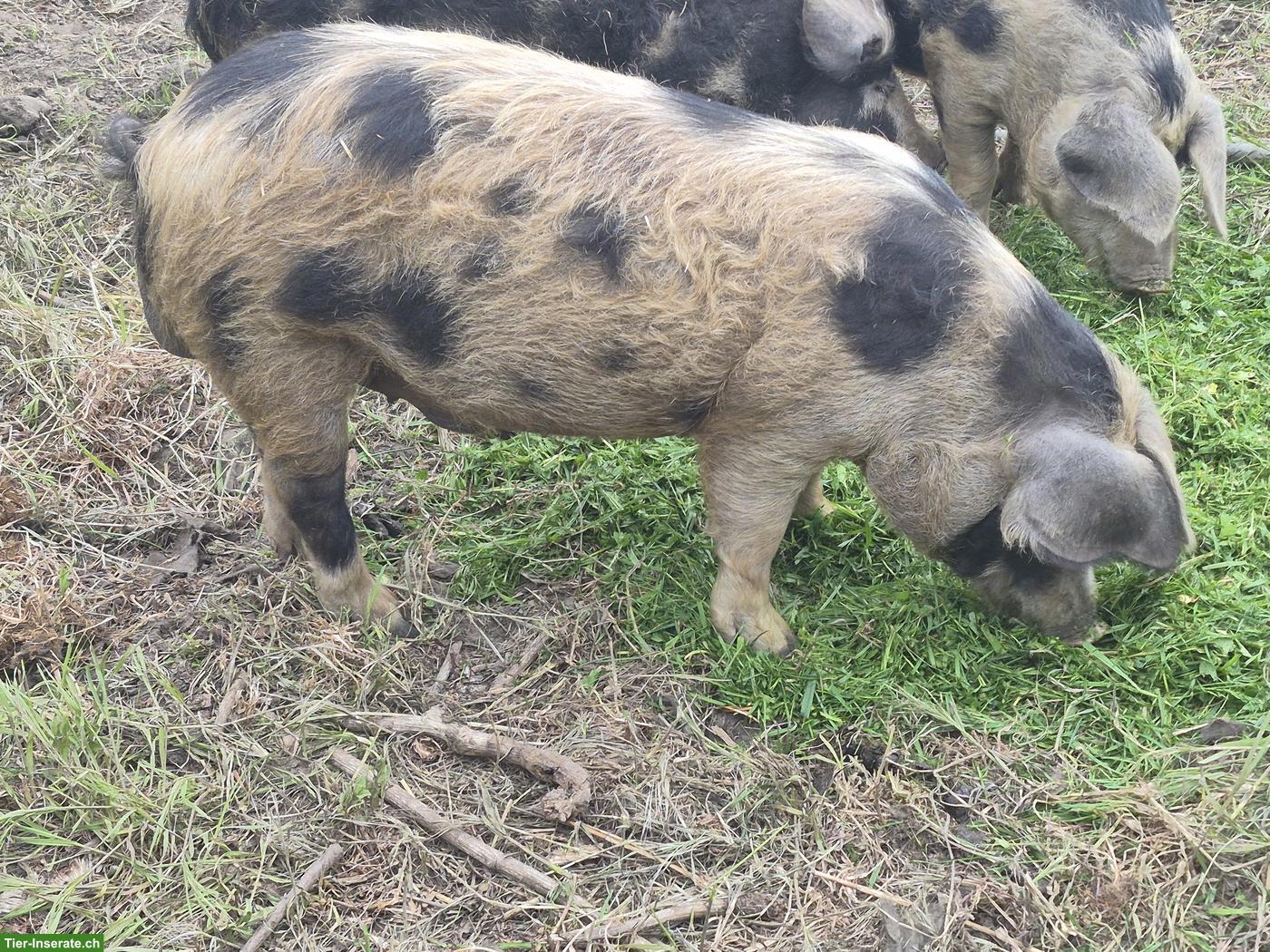 Junger Turopolje Eber