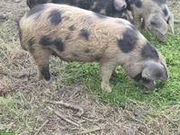 Junger Turopolje Eber