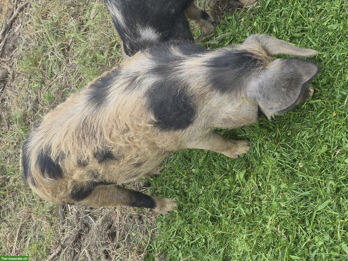 Bild 2: Junger Turopolje Eber