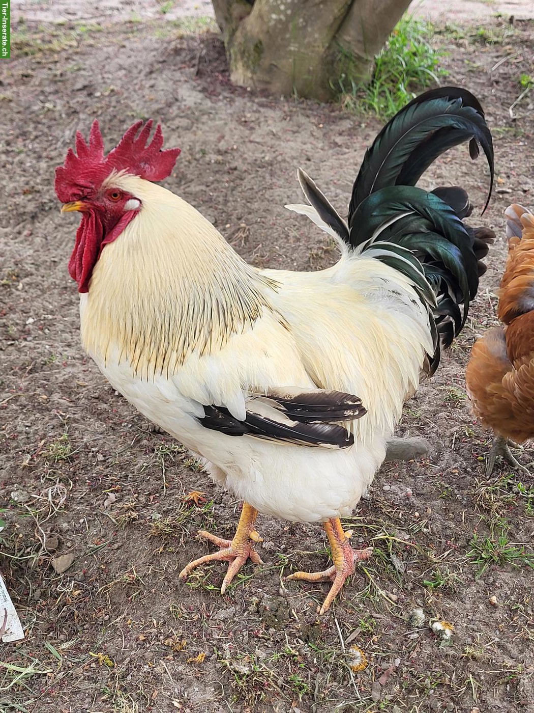 Schöner Hahn, 1-jährig, gratis abzugeben