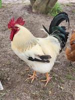 Schöner Hahn, 1-jährig, gratis abzugeben