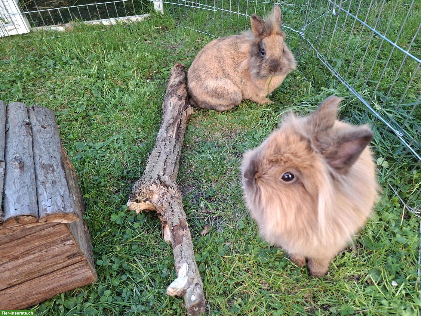 2 Löwenkopfkaninchen Geschwister, 1.5-jährig