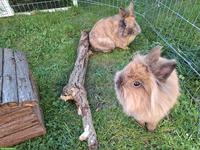 2 Löwenkopfkaninchen Geschwister, 1.5-jährig