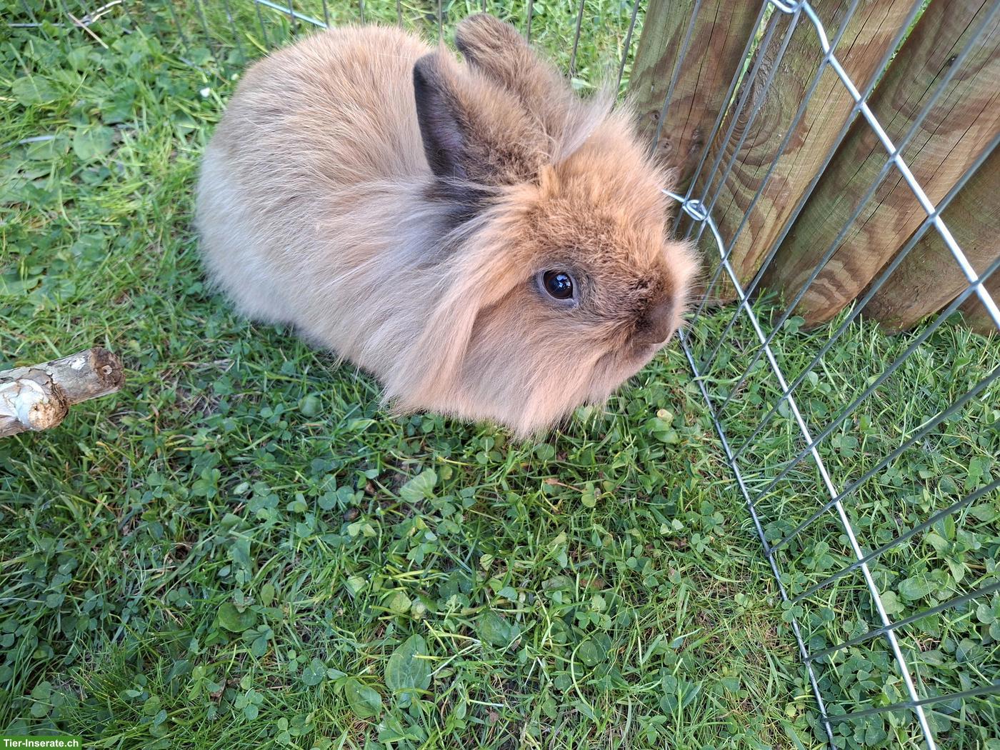 Bild 2: 2 Löwenkopfkaninchen Geschwister, 1.5-jährig
