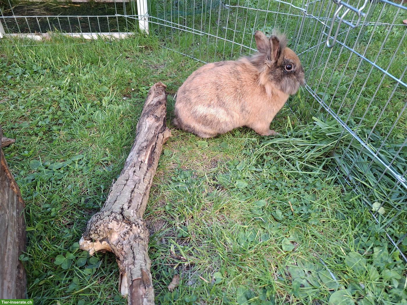 Bild 3: 2 Löwenkopfkaninchen Geschwister, 1.5-jährig