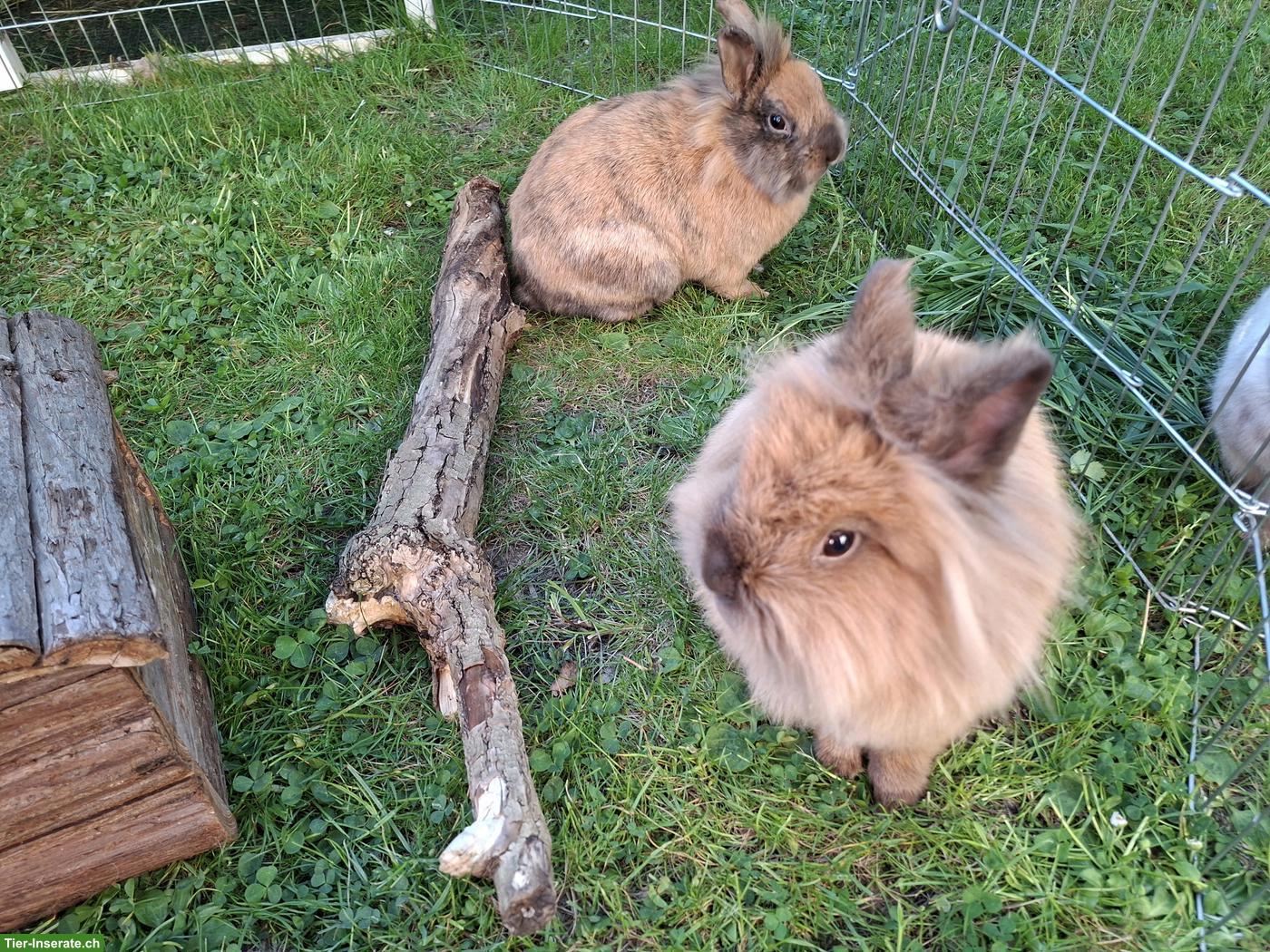 Bild 4: 2 Löwenkopfkaninchen Geschwister, 1.5-jährig