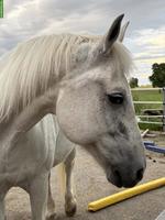 Grosser Schimmel Freiberger Wallach, 1.70 m