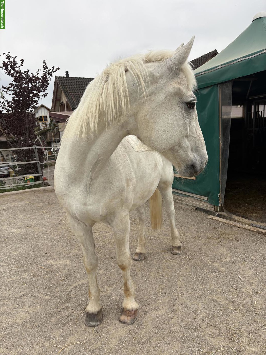 Bild 3: Grosser Schimmel Freiberger Wallach, 1.70 m