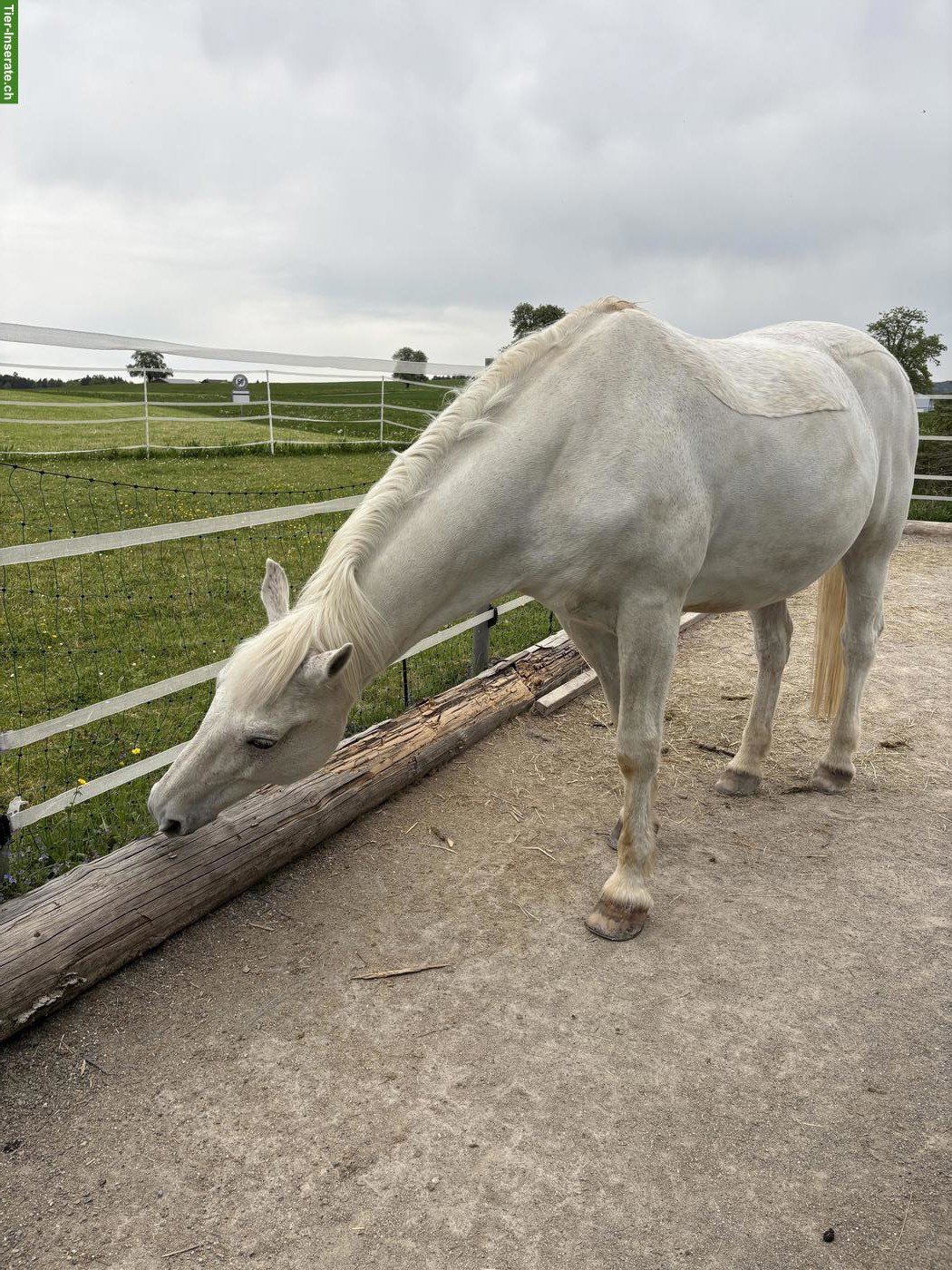 Bild 4: Grosser Schimmel Freiberger Wallach, 1.70 m