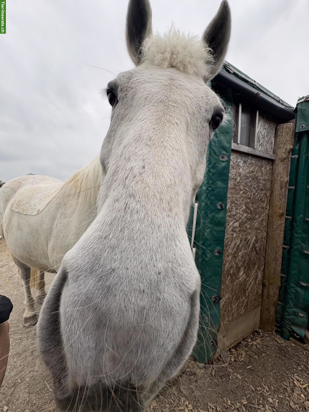 Bild 5: Grosser Schimmel Freiberger Wallach, 1.70 m