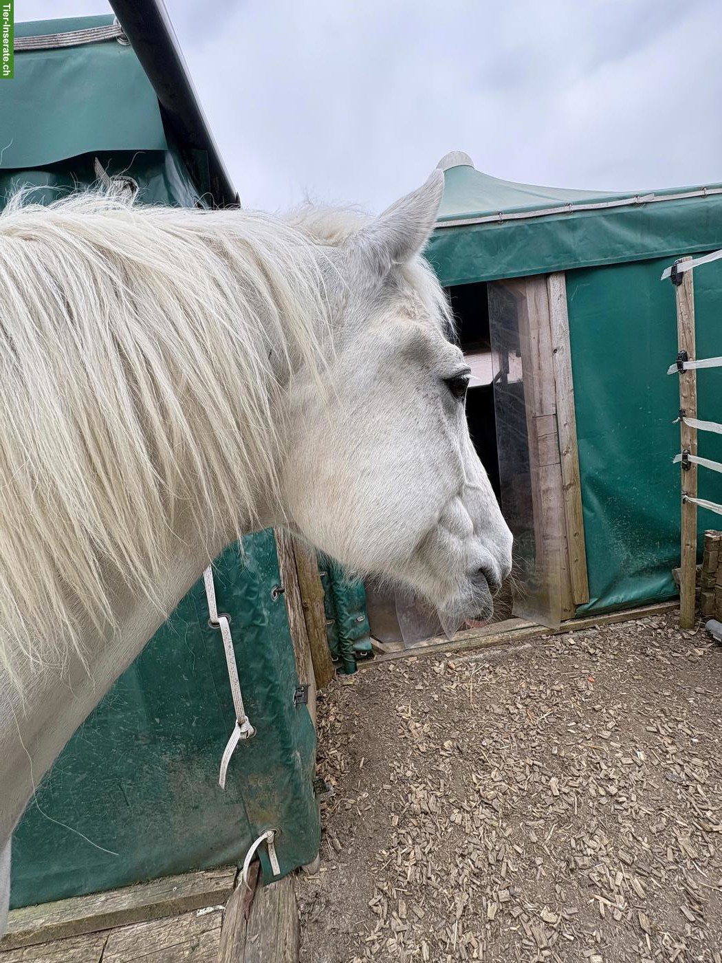 Bild 6: Grosser Schimmel Freiberger Wallach, 1.70 m