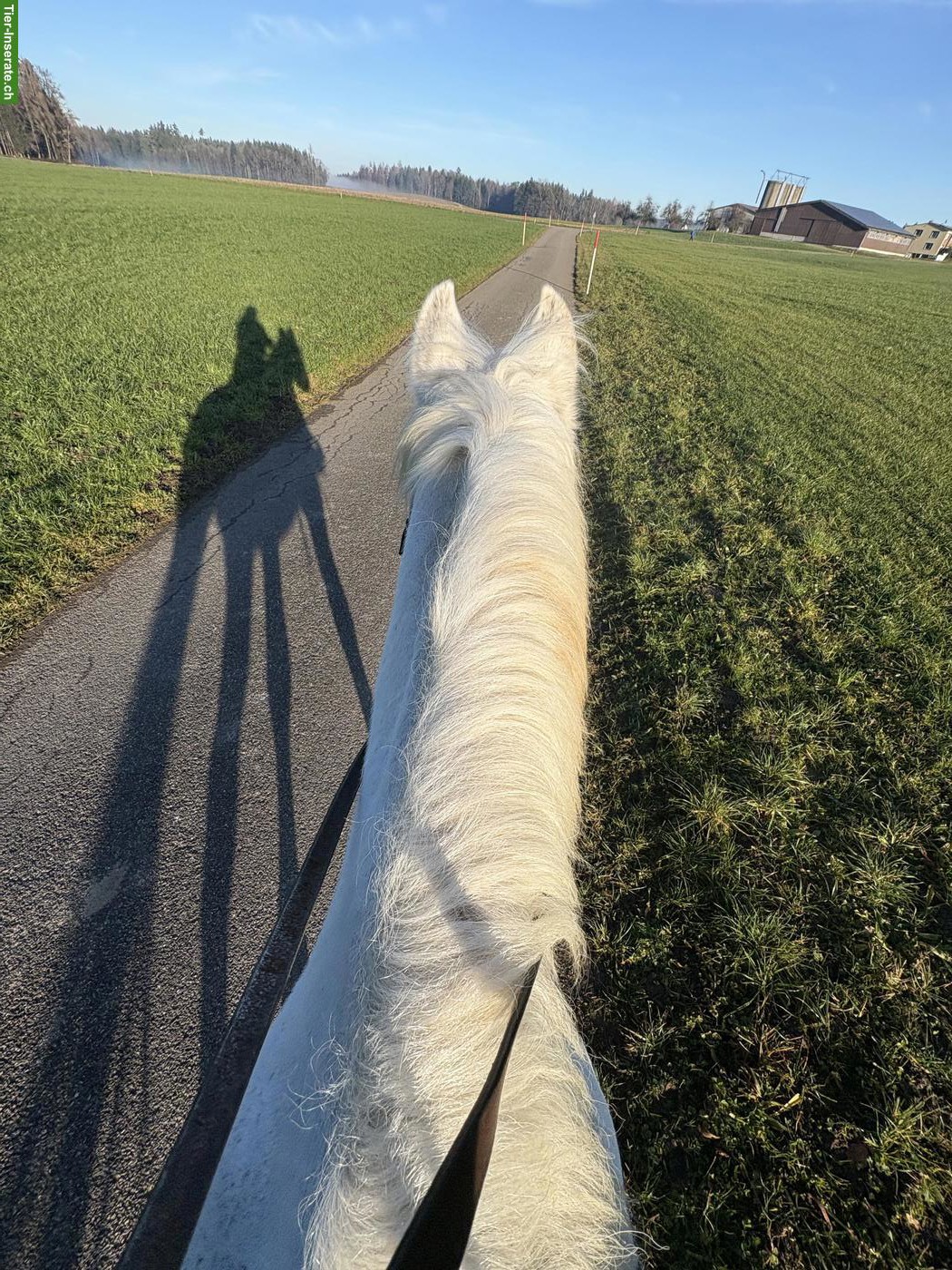 Bild 7: Grosser Schimmel Freiberger Wallach, 1.70 m