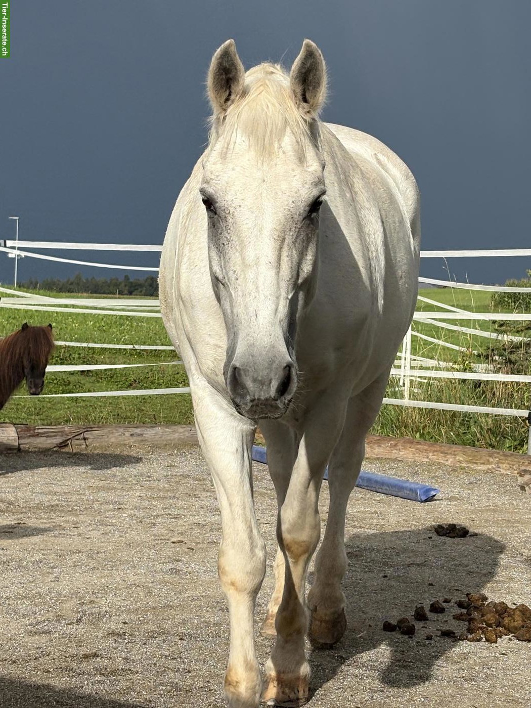 Bild 8: Grosser Schimmel Freiberger Wallach, 1.70 m