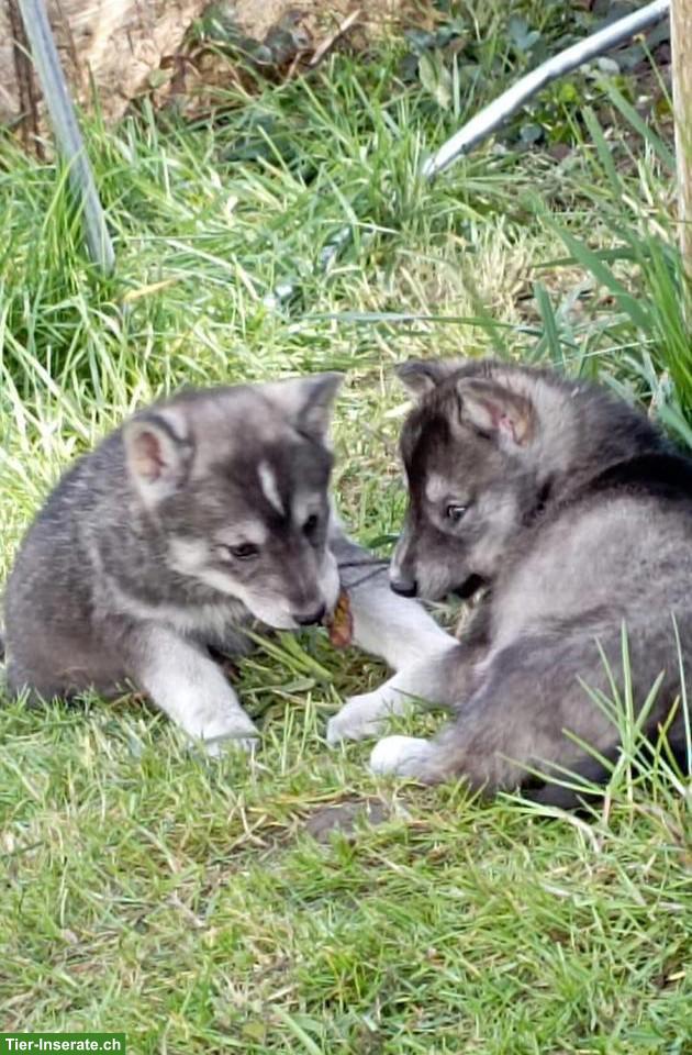 Siberian Husky x Weisser Schäferhund Mischlingswelpen