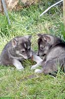 Siberian Husky x Weisser Schäferhund Mischlingswelpen