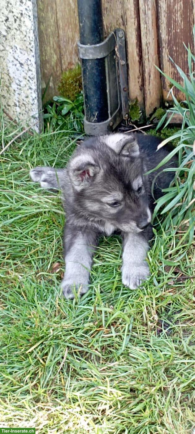 Bild 2: Siberian Husky x Weisser Schäferhund Mischlingswelpen