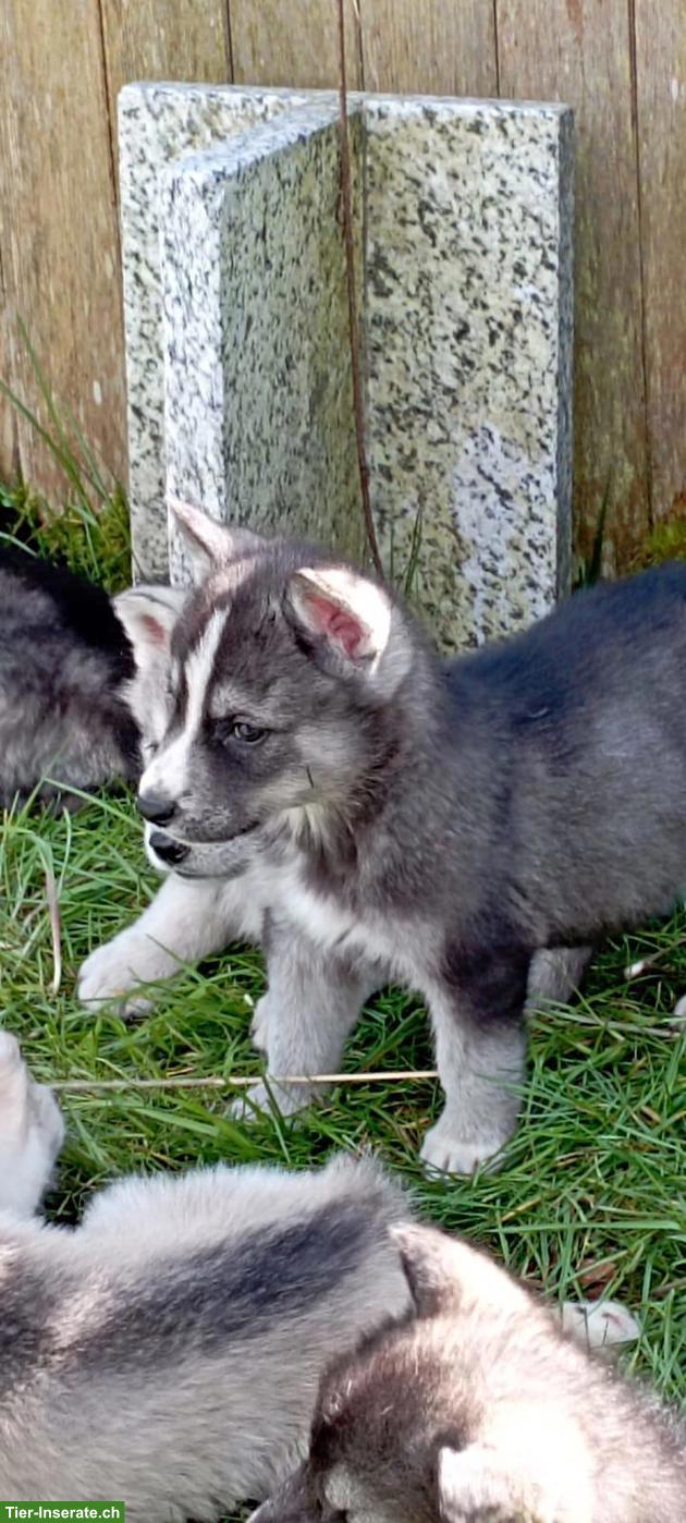 Bild 3: Siberian Husky x Weisser Schäferhund Mischlingswelpen