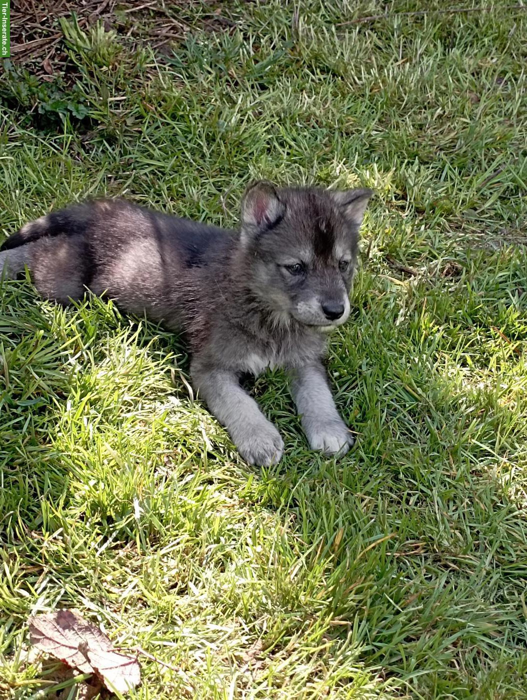 Bild 4: Siberian Husky x Weisser Schäferhund Mischlingswelpen