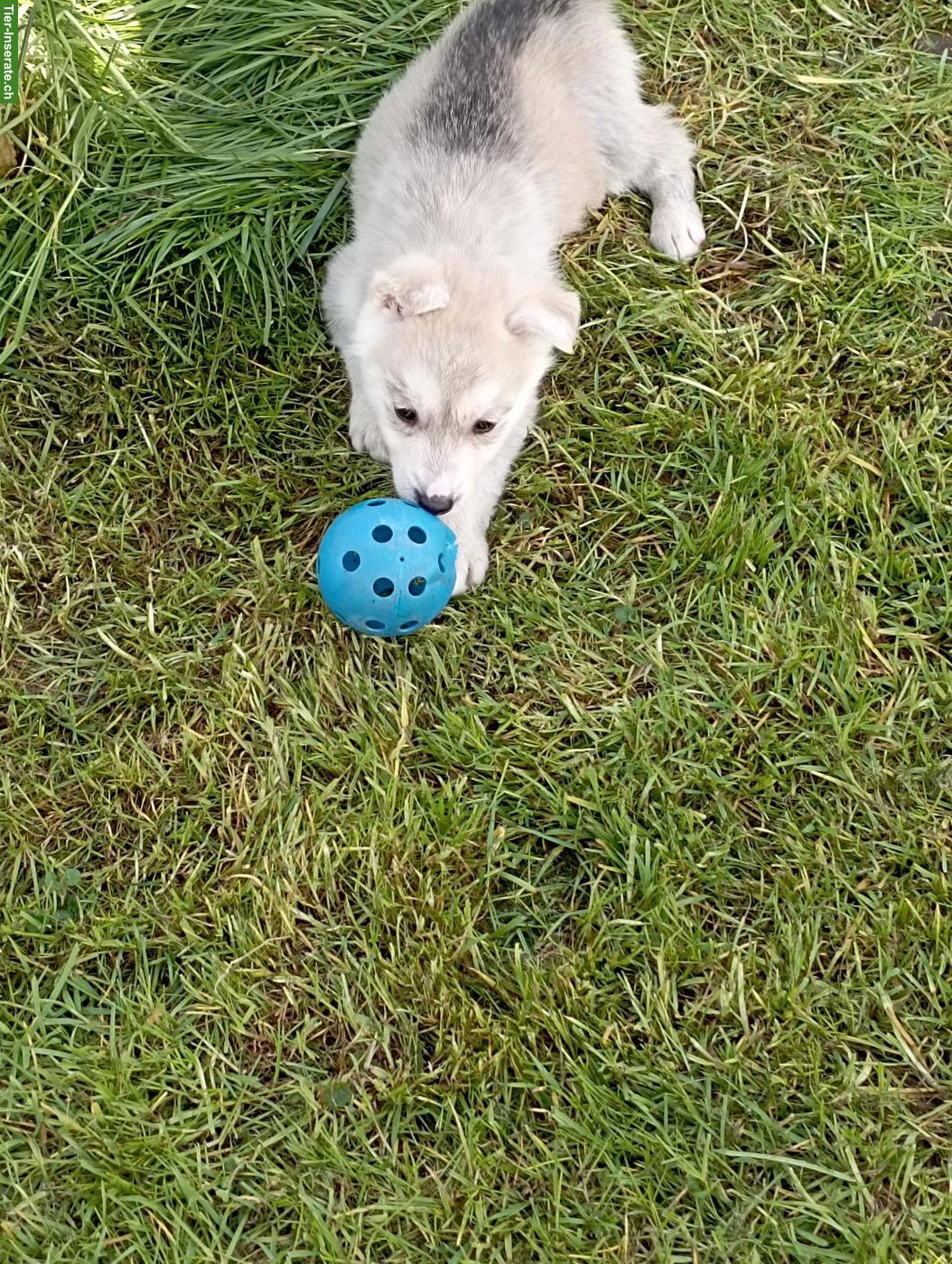 Bild 5: Siberian Husky x Weisser Schäferhund Mischlingswelpen