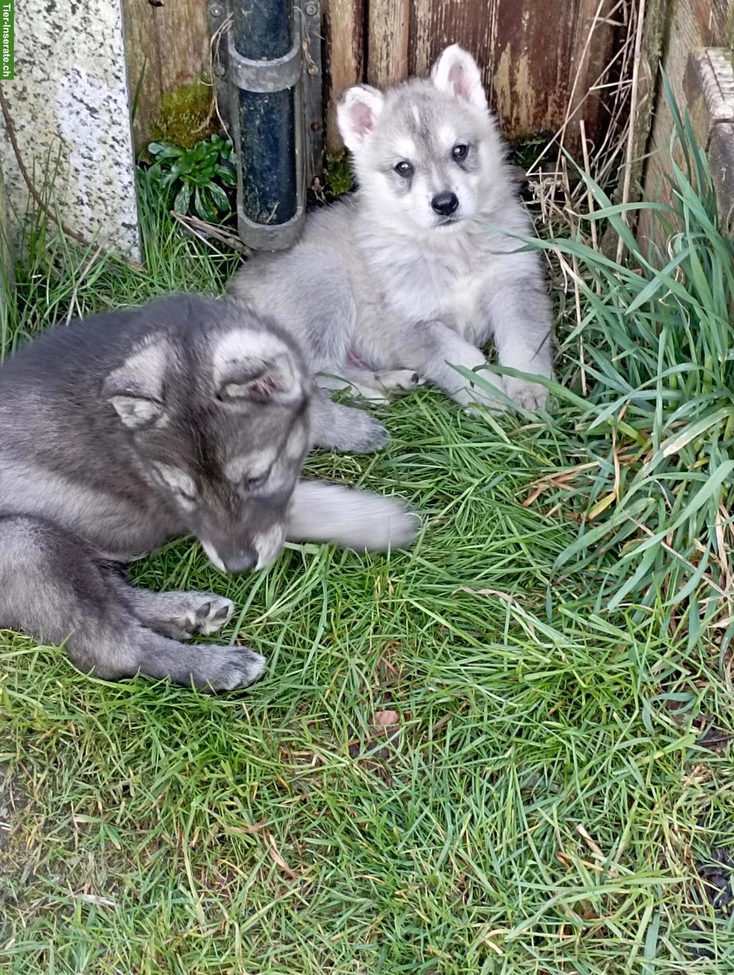 Bild 6: Siberian Husky x Weisser Schäferhund Mischlingswelpen