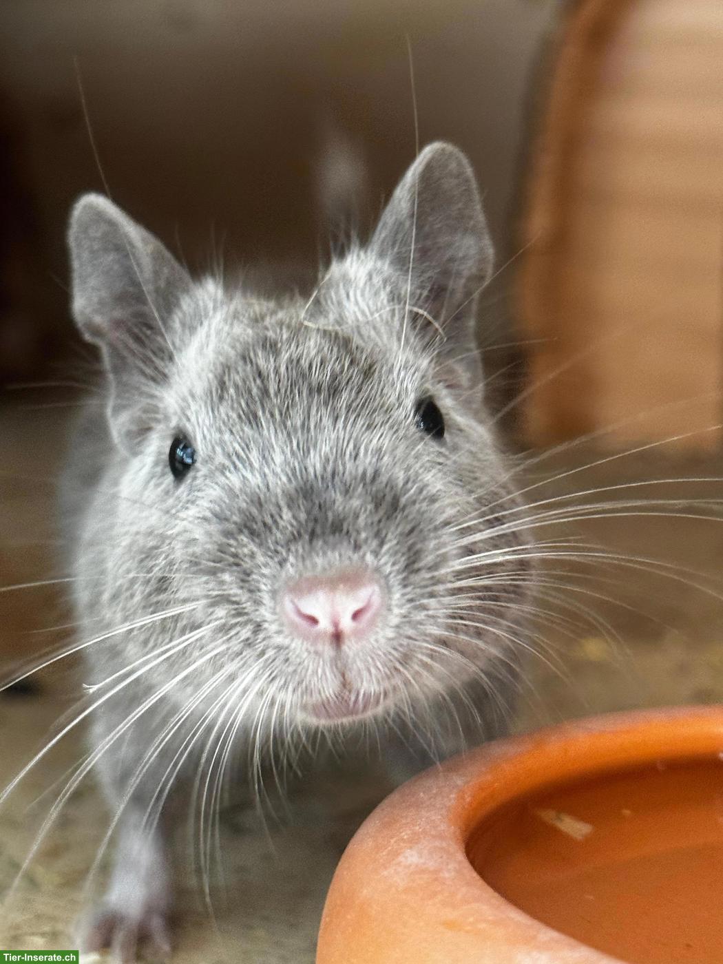 4 junge Degus suchen ein neues Zuhause