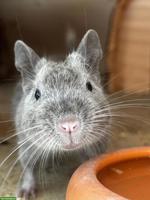 4 junge Degus suchen ein neues Zuhause