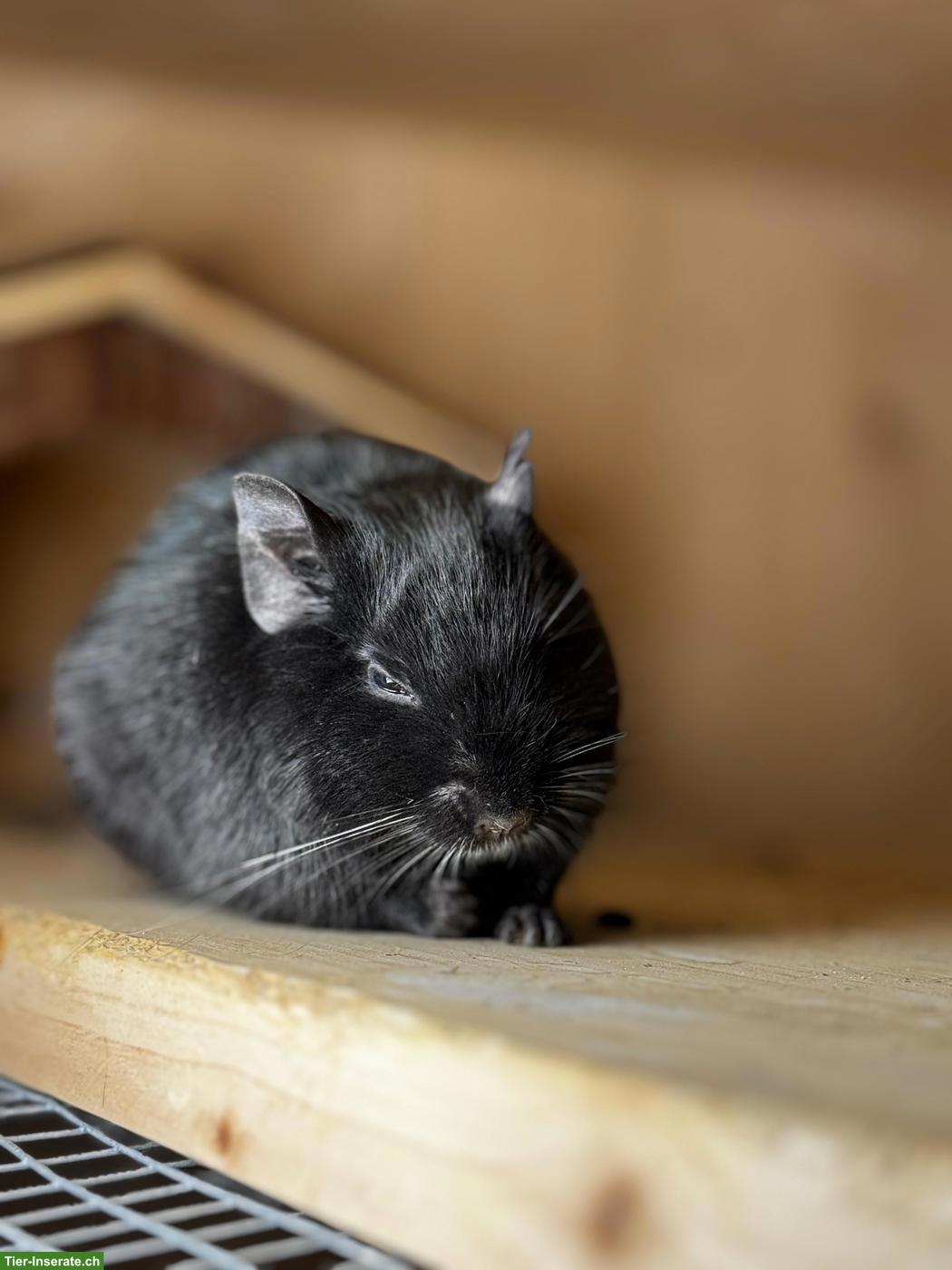 Bild 3: 4 junge Degus suchen ein neues Zuhause