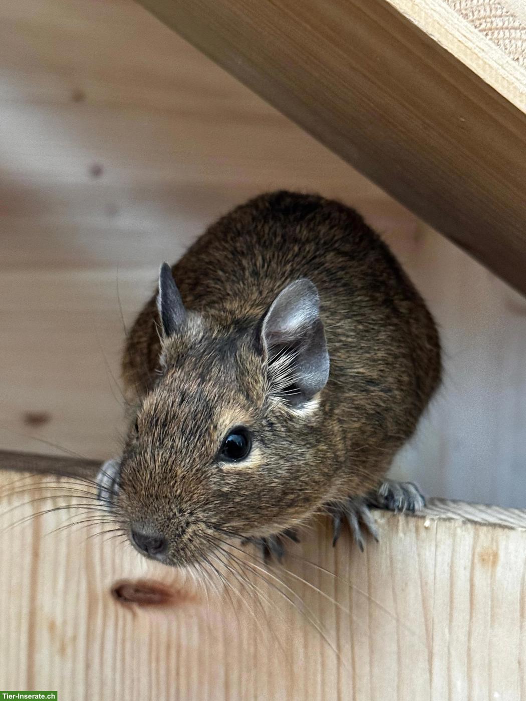 Bild 4: 4 junge Degus suchen ein neues Zuhause