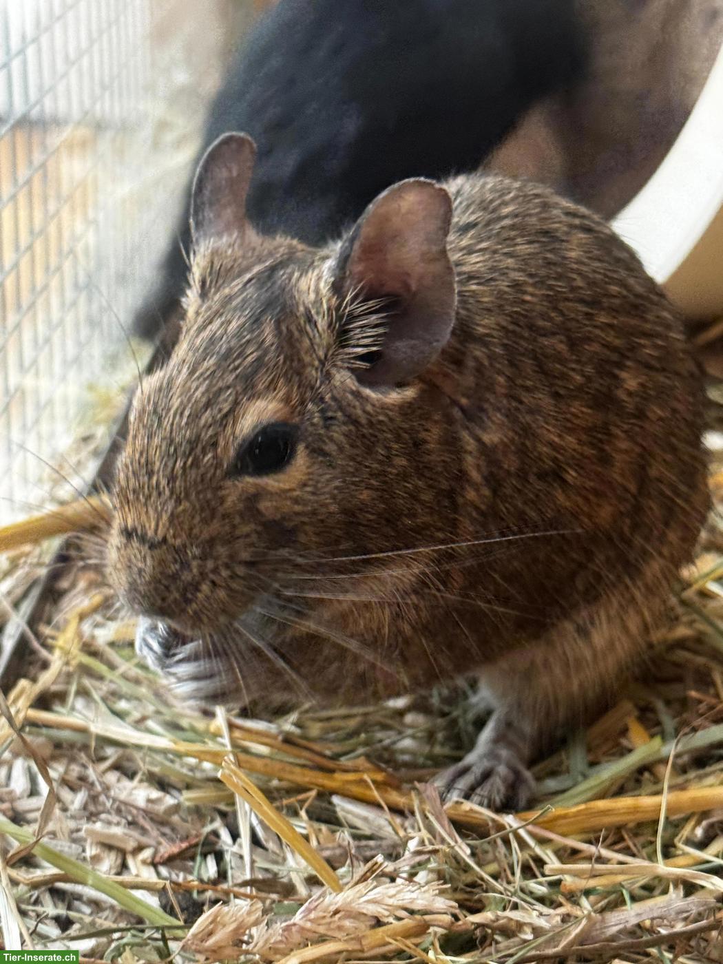 Bild 5: 4 junge Degus suchen ein neues Zuhause