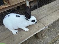 Junge Rex-Kaninchen Böcke