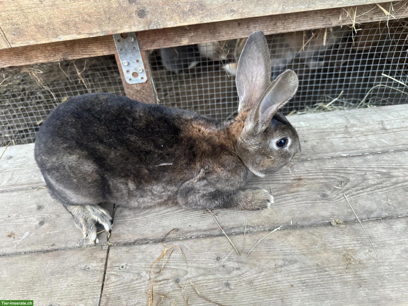 Bild 2: Junge Rex-Kaninchen Böcke