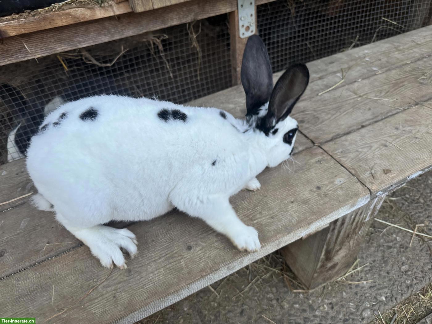 Bild 3: Junge Rex-Kaninchen Böcke