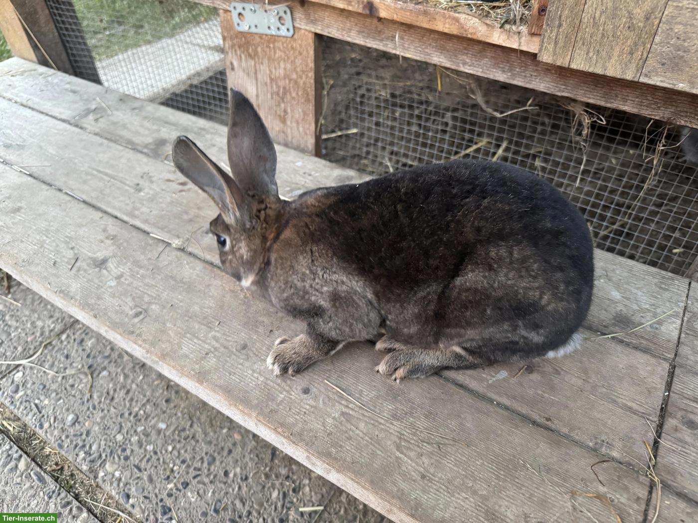 Bild 4: Junge Rex-Kaninchen Böcke