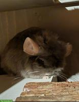 Chinchilla Männchen Chico sucht dringend neues Zuhause
