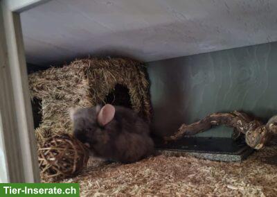 Bild 2: Chinchilla Männchen Chico sucht dringend neues Zuhause