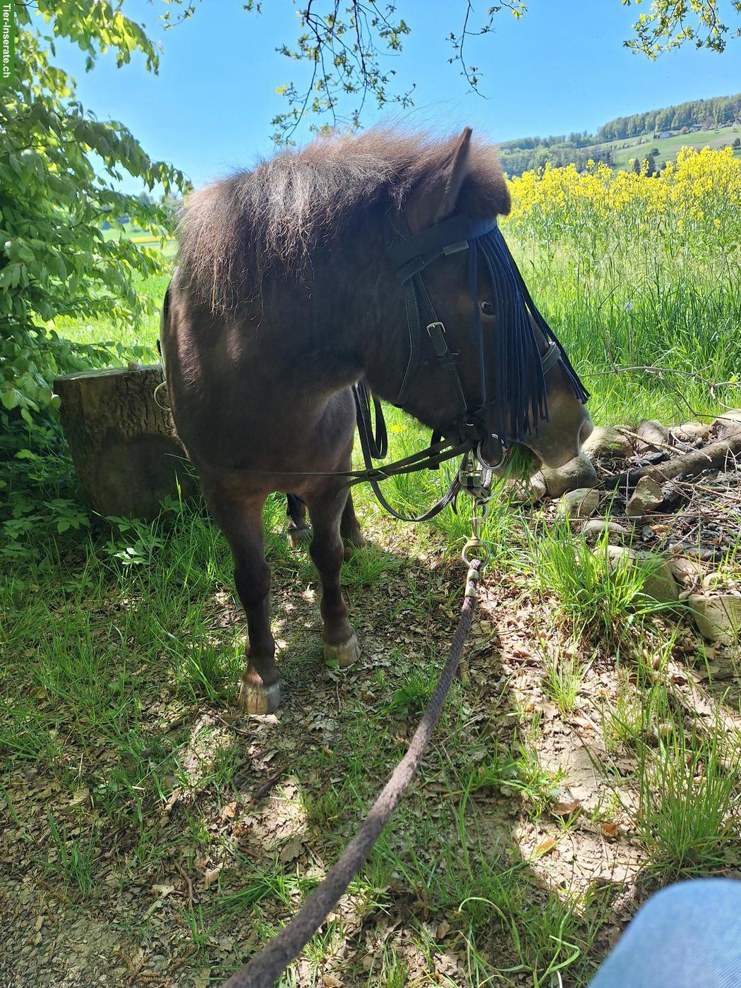 Pflege- und Reitbeteiligung für 2 süsse Shetlandponys, Büttikon AG