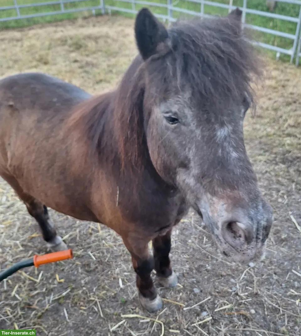 Bild 2: Pflege- und Reitbeteiligung für 2 süsse Shetlandponys, Büttikon AG
