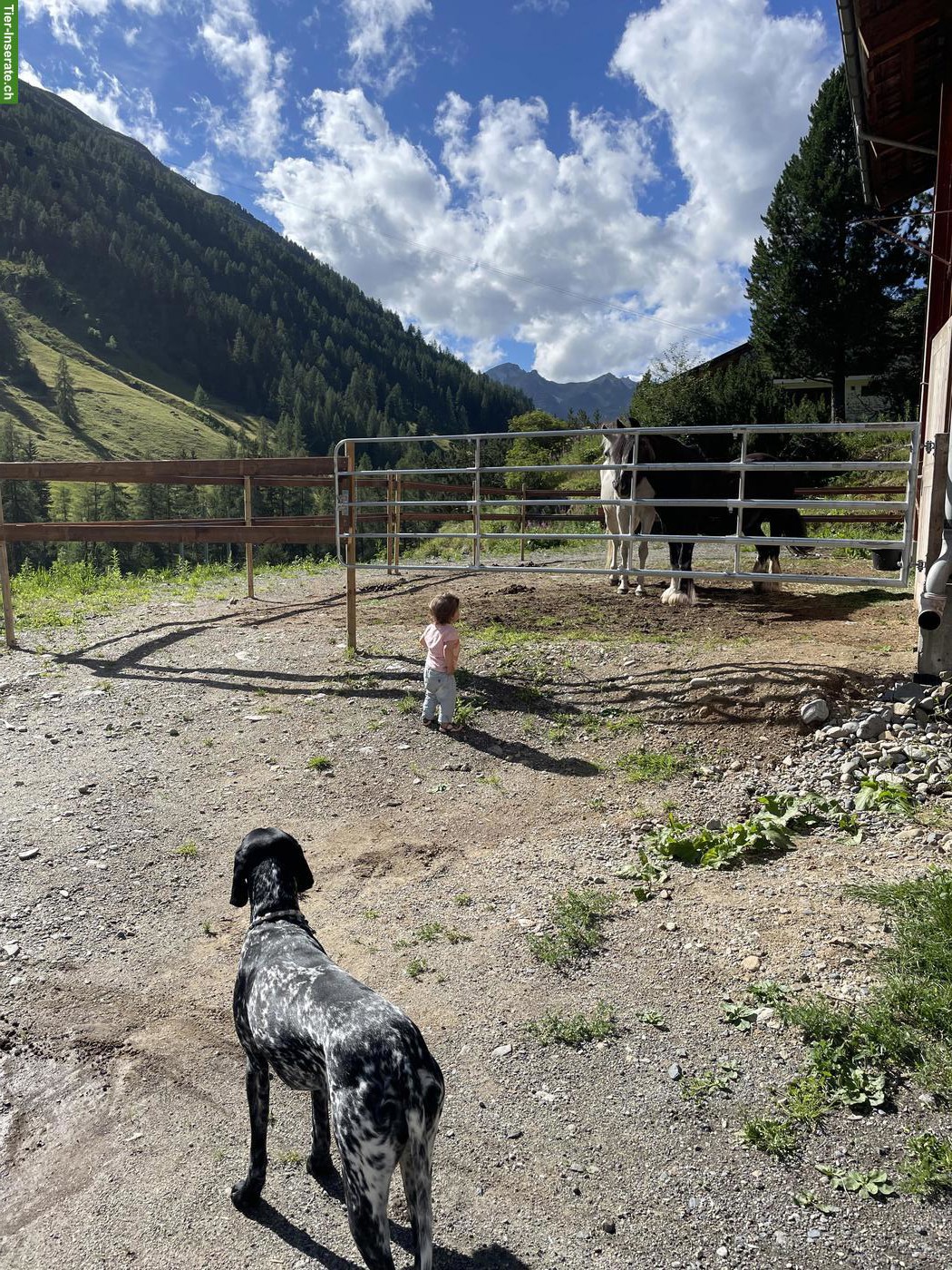 Suche Privat ein Pony zum Mieten/Ausleihen | Dischmatal Davos