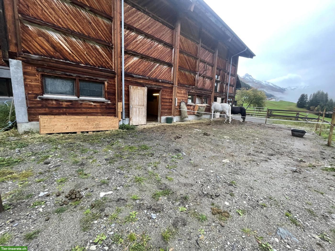 Bild 2: Suche Privat ein Pony zum Mieten/Ausleihen | Dischmatal Davos