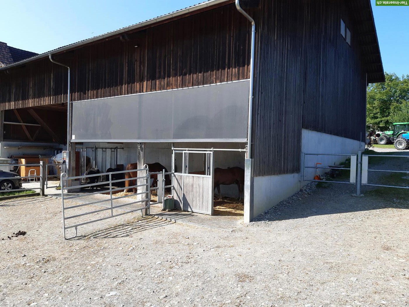 Bild 2: Offenstallplatz frei in Kirchleerau AG