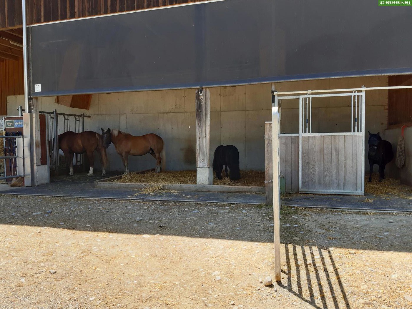 Bild 3: Offenstallplatz frei in Kirchleerau AG